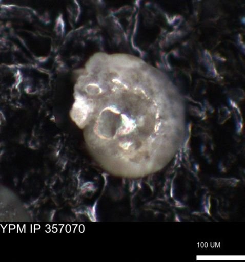 undet. Foraminiferida