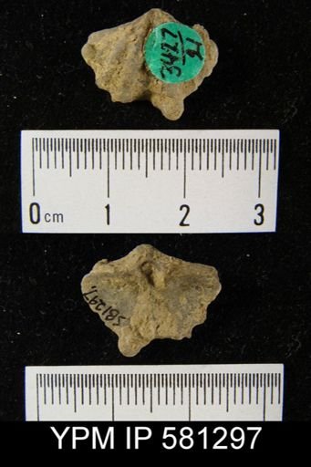 undet. Delthyridoidea