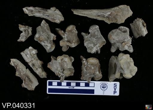 Clidastes sp.