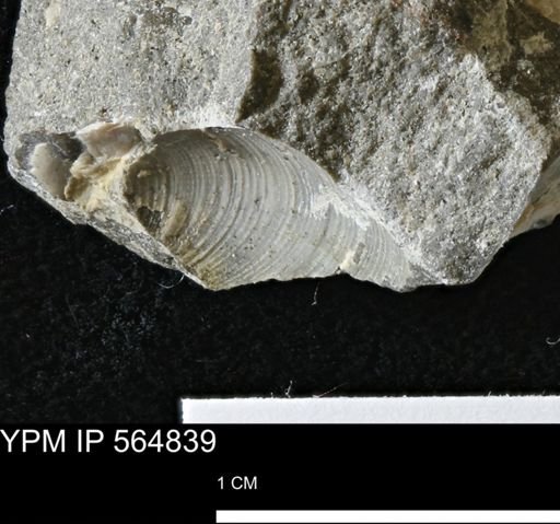 undet. Bivalvia