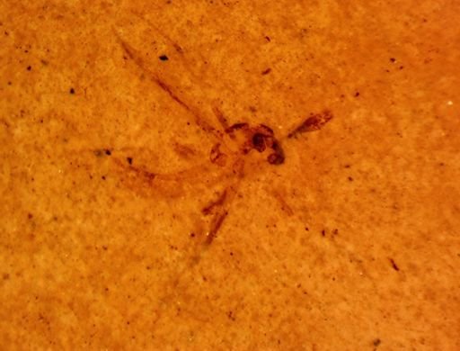 Diptera?