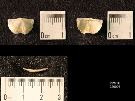 Chonetes sp.