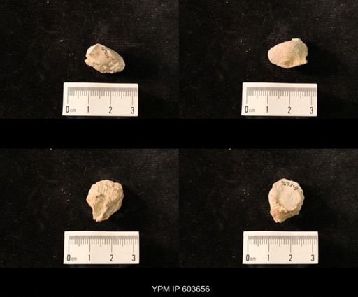 Productus cf. redesdalensis