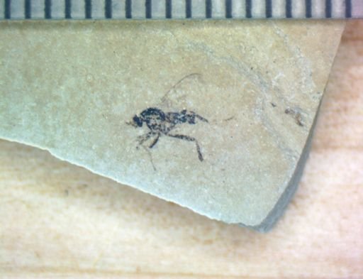 undet. Diptera