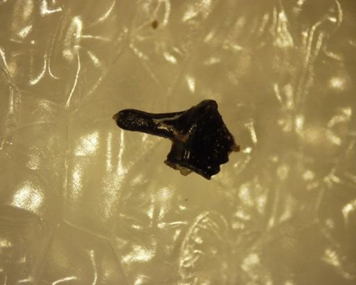 Mesodma formosa
