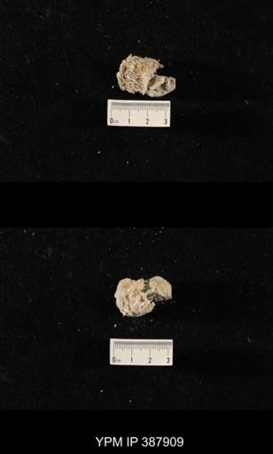 Hercosia sp.