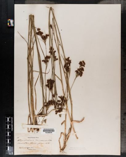 Rhynchospora