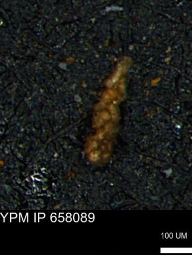 Ammobaculoides phaulus