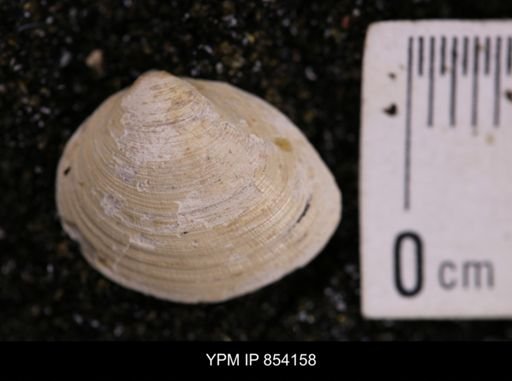 Limopsis striatopunctatus