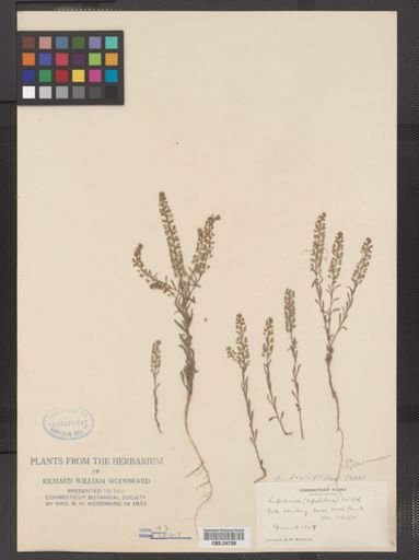 Lepidium densiflorum