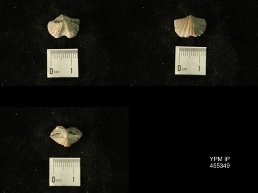 Platystrophia biforata