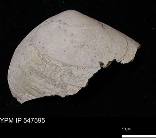 Mya arenaria