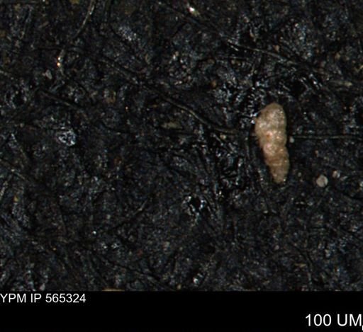 Verneuilinoides kansasensis