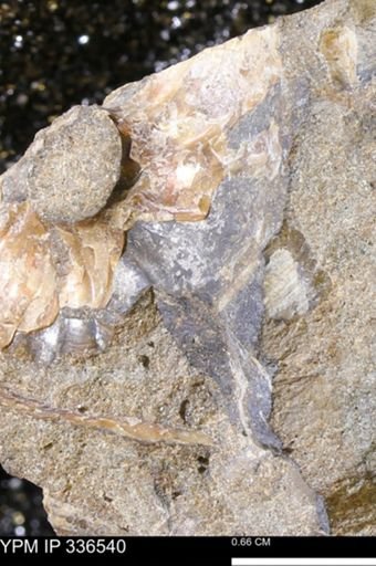 undet. Scaphitidae