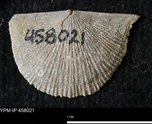 Strophodonta sp.
