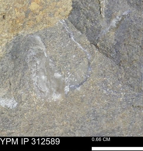 Pseudoptera subtortuosa