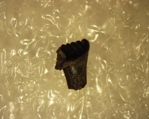 Ptilodus