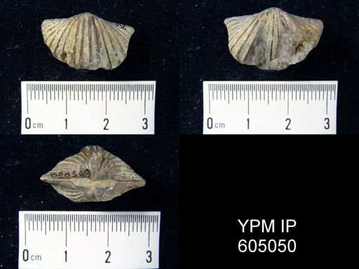 Platystrophia sp.