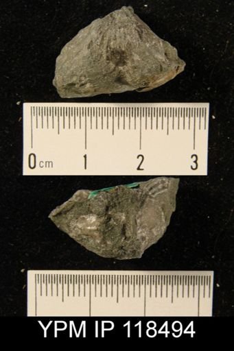 Camarotoechia squamifera