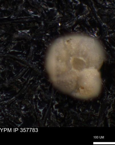 undet. Foraminiferida