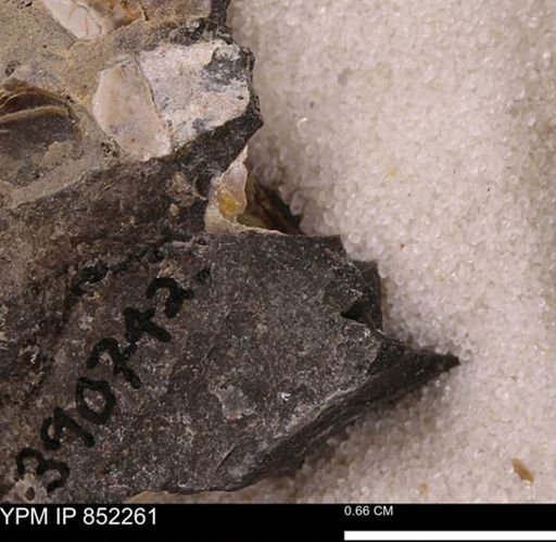 undet. Bivalvia