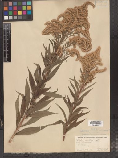 Solidago serotina