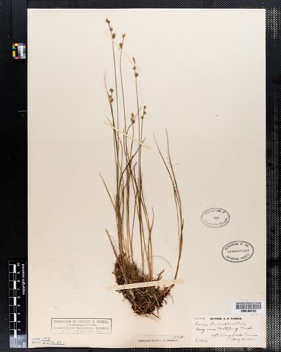 Carex brunnescens
