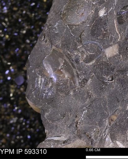 Inoceramus cuneatus