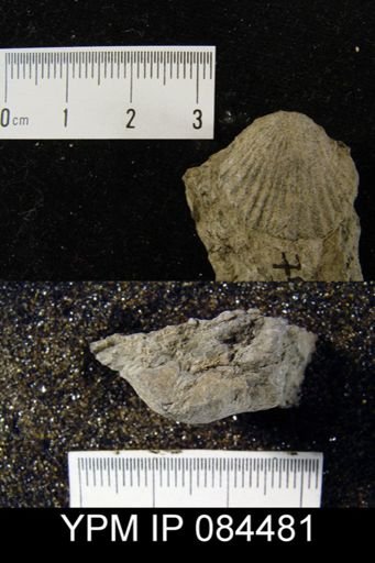Dolerorthis flabellites