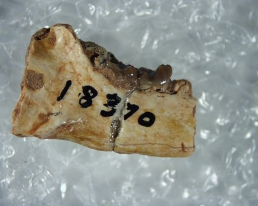 Absarokius abbotti