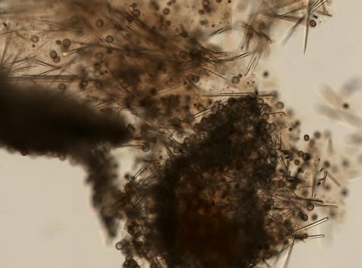 Geodia sp.