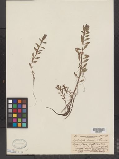 Ludwigia lacustris