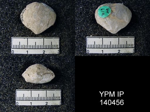 Athyris capilloides