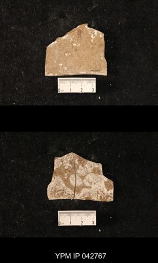 Hexapoda