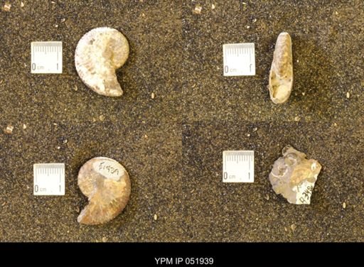 Hoploscaphites comprimus