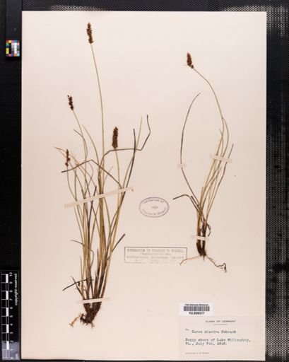 Carex diandra