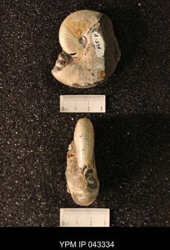 Hoploscaphites nicolletii