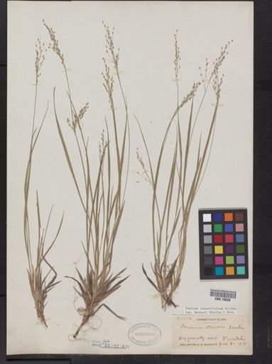 Panicum linearifolium