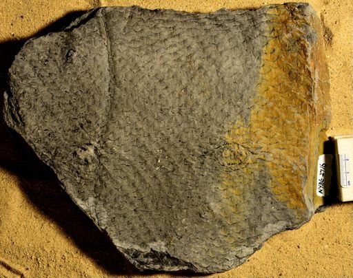 Lepidophloios laricinus
