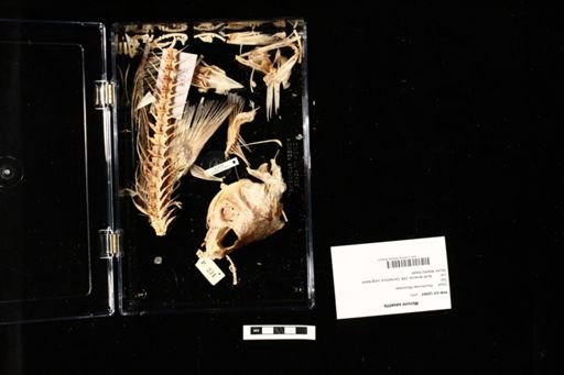 Morone saxatilis