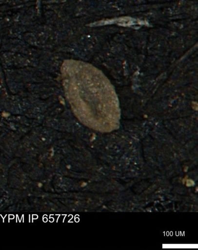 Miliammina cf. sproulei