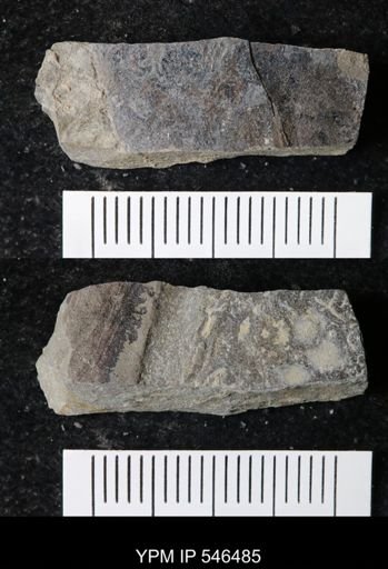 undet. Eurypterida