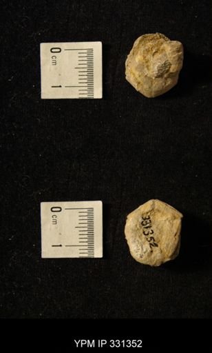 Delocrinus?