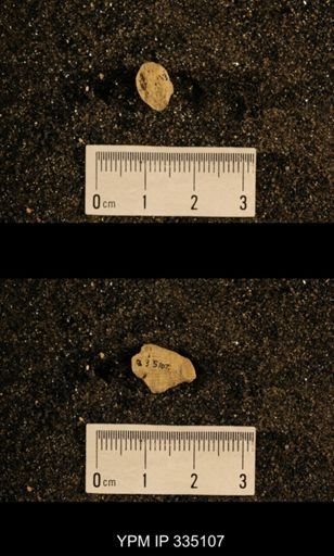 Lophophyllum profundum