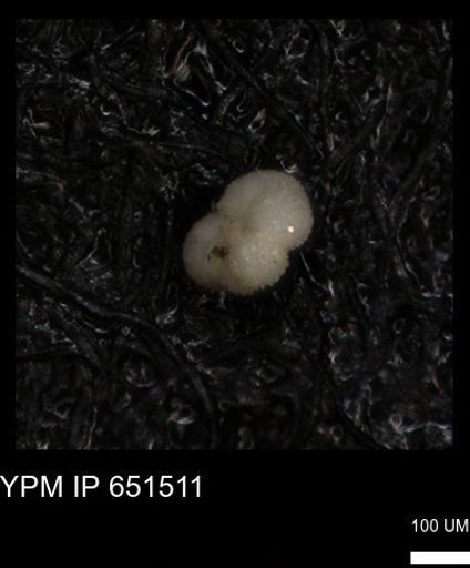 Rugoglobigerinidae?