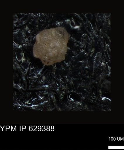 undet. Foraminiferida