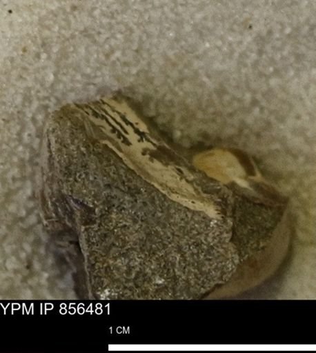 undet. Mollusca