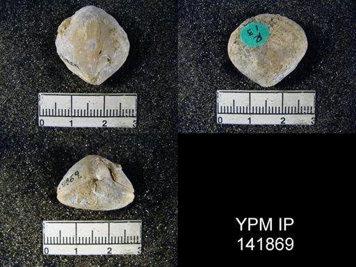 Spirigerella derbyi
