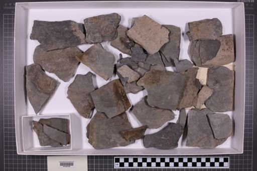 mixed taxa, stratigraphic collection