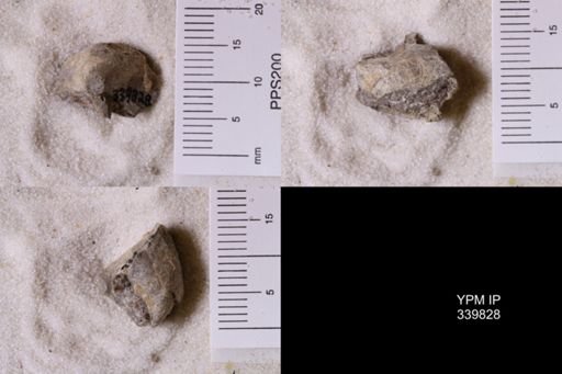 Scaphites whitfieldi